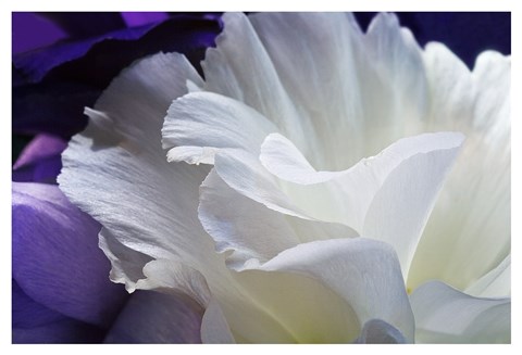 Framed Lisianthus Print