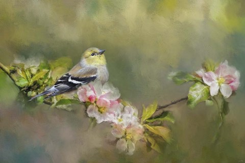 Framed Goldfinch In The Garden Print