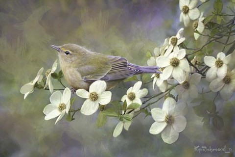 Framed Orange Crowned Warbler On Dogwood Print