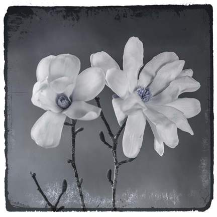 Framed Blue Magnolia 3 Print