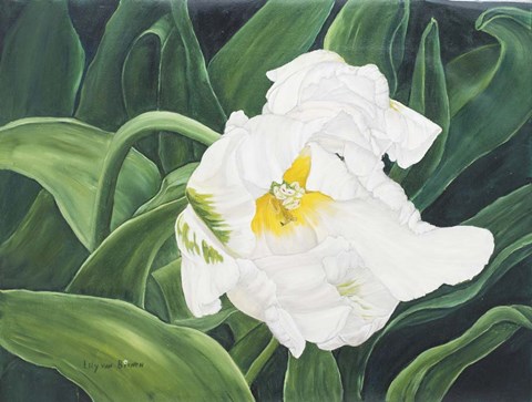 Framed White Tulip Perth1 Print