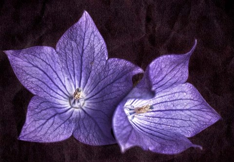 Framed Balloon Flower Print