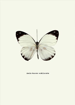 Framed White Butterfly Print