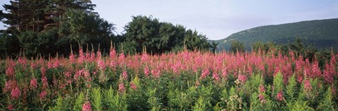 Framed Purple Loosestrife Flowers in a Field, Forillon National Park, Quebec, Canada Print