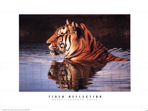 Framed Tiger Reflection Print
