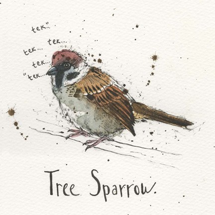 Framed Tree Sparrow Print