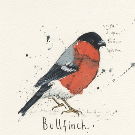 Framed Bull Finch Print