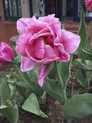 Framed Colorado Tulip Print