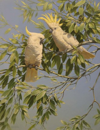 Framed Pair of Cockatoos Print