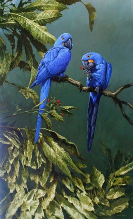 Framed Pair of Blue Parrots Print