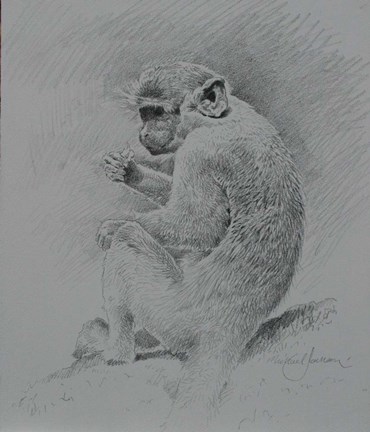 Framed Monkey Sketch 2 Print