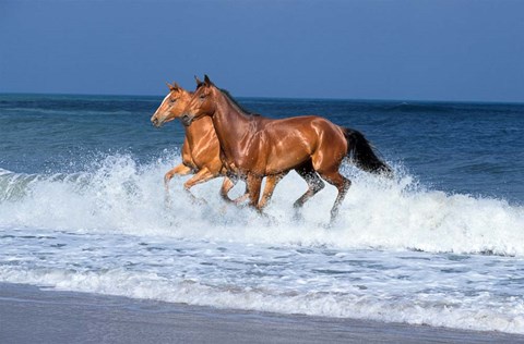 Framed 2 Horses Sea Print