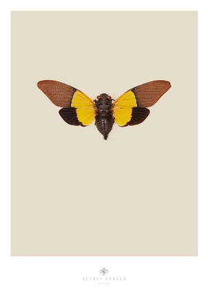 Framed Cicada Print