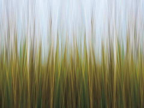 Framed Seagrass Canvas Print