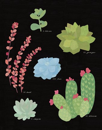 Succulent Chart