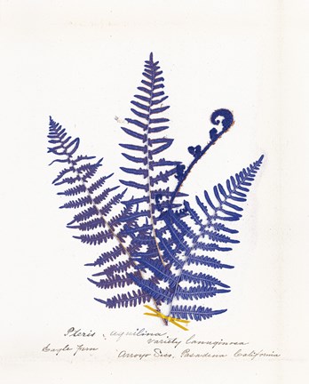 Framed Botanical Fern IV Blue Light Print