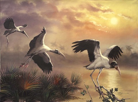 Framed Woodstorks Print