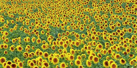 Framed Sunflower field, France Print