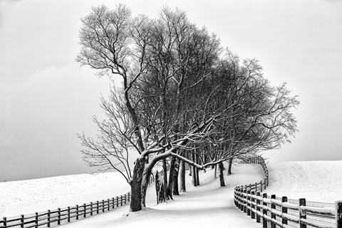 Framed Along the Lane I Print