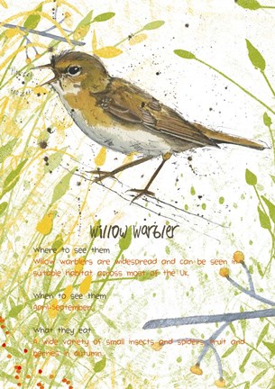 Framed Willow Warbler Postcard Print