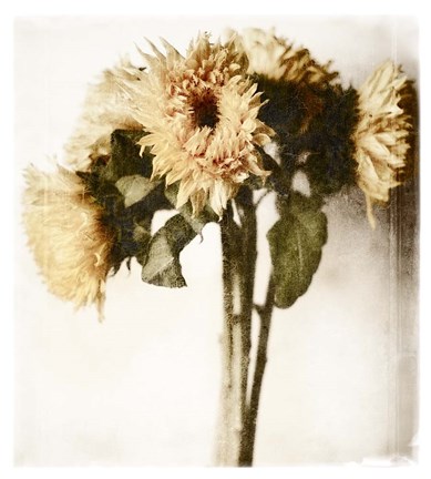 Framed Floral Sunflowers White Soft No Darks Print