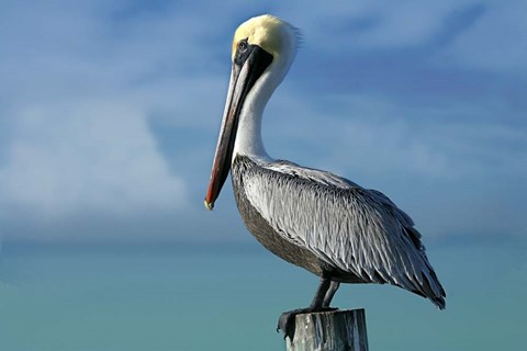 Framed Pelican Print