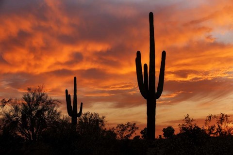 Framed Saguaros Amazing Sunset Print