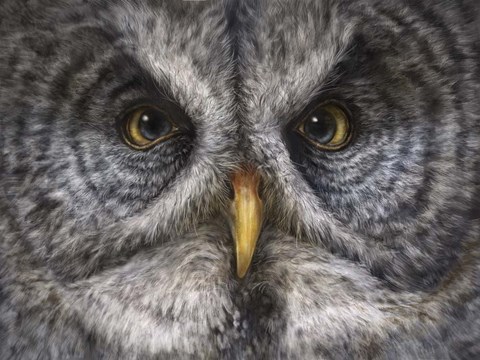 Framed Great Grey Owl Totem Print