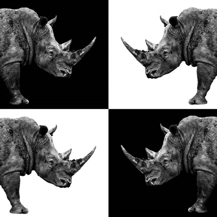 Framed Safari Profile Collection - Rhinos II Print