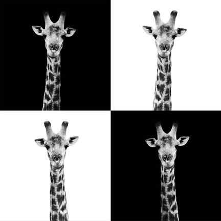 Framed Safari Profile Collection - Giraffes II Print