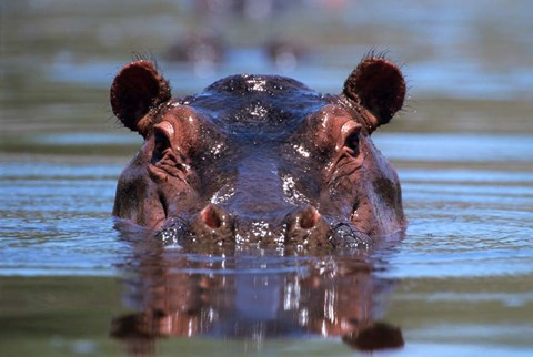 Framed Hippopotamus Amphibius Peering Out From Water Print