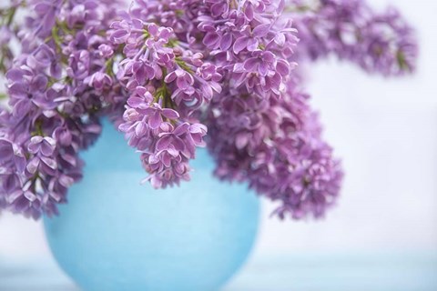 Framed Lilacs in Blue Vase III Print