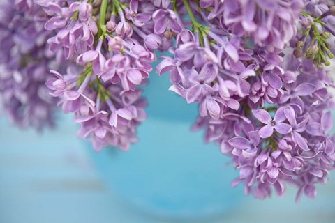 Framed Lilacs in Blue Vase V Print