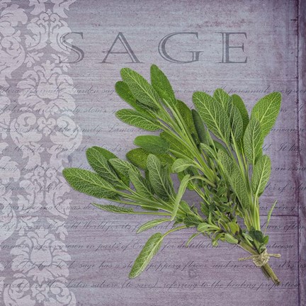 Framed Classic Herbs Sage Print