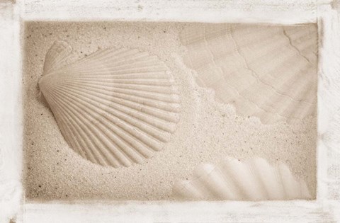 Framed White Shells and Sand Print