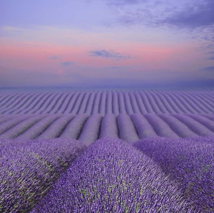 Framed Lavender Field at Dusk Print