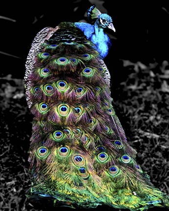 Framed Peacock at Night Print