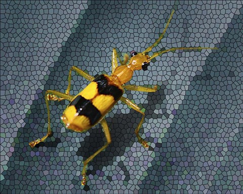 Framed Yellow Bug Print
