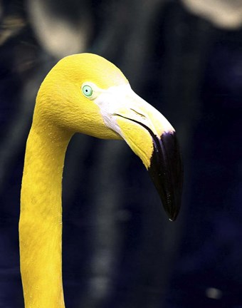 Framed Yellow Flamingo Print