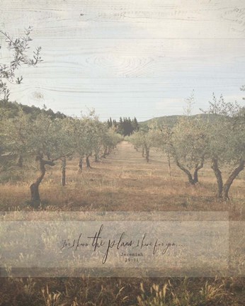 Framed Jeremiah Olive Grove Print