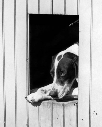 Framed 1930s Hunting Dog Pointer Looking Out Of His Doghouse Print
