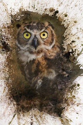 Framed Great Horned Owl In The Cemetery Print