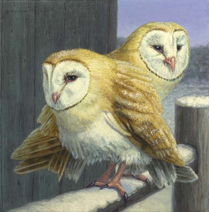 Framed Barn Owl Couple Print