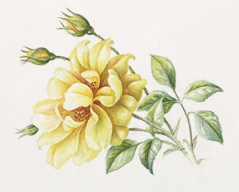 Framed Yellow Rose 10 Print
