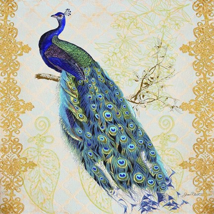 Framed Beautiful Peacock  -  B Print
