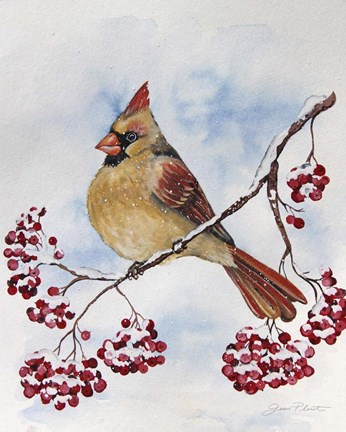 Framed Cardinal And Winter Berries - B Print