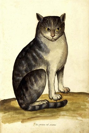 Framed Felis Syriacus Ulisse Aldrovani (1522 -1605) Print