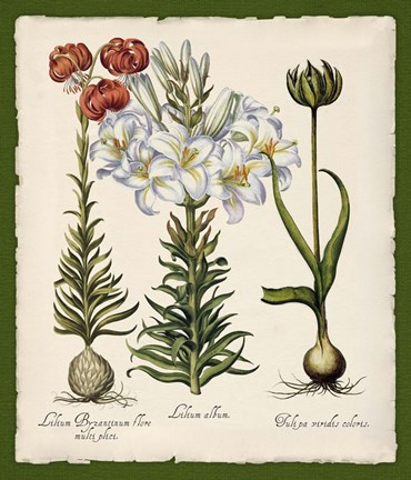 Framed Botanica Nostalgia III Print