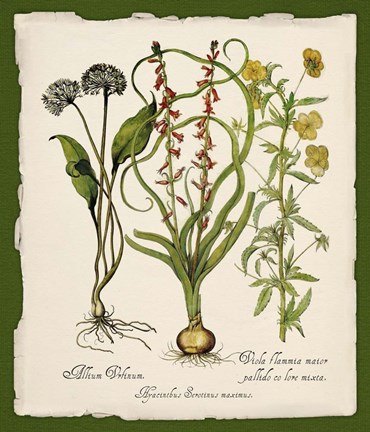 Framed Botanica Nostalgia Print