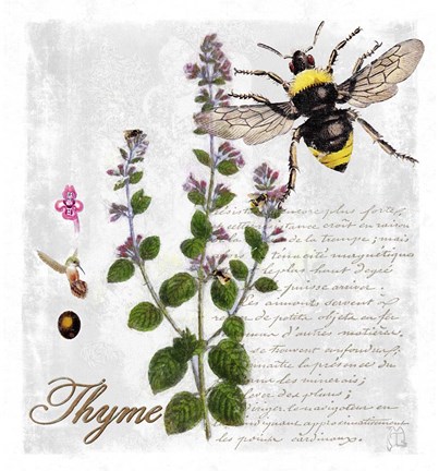Framed Botanical Garden Thyme Herb Print